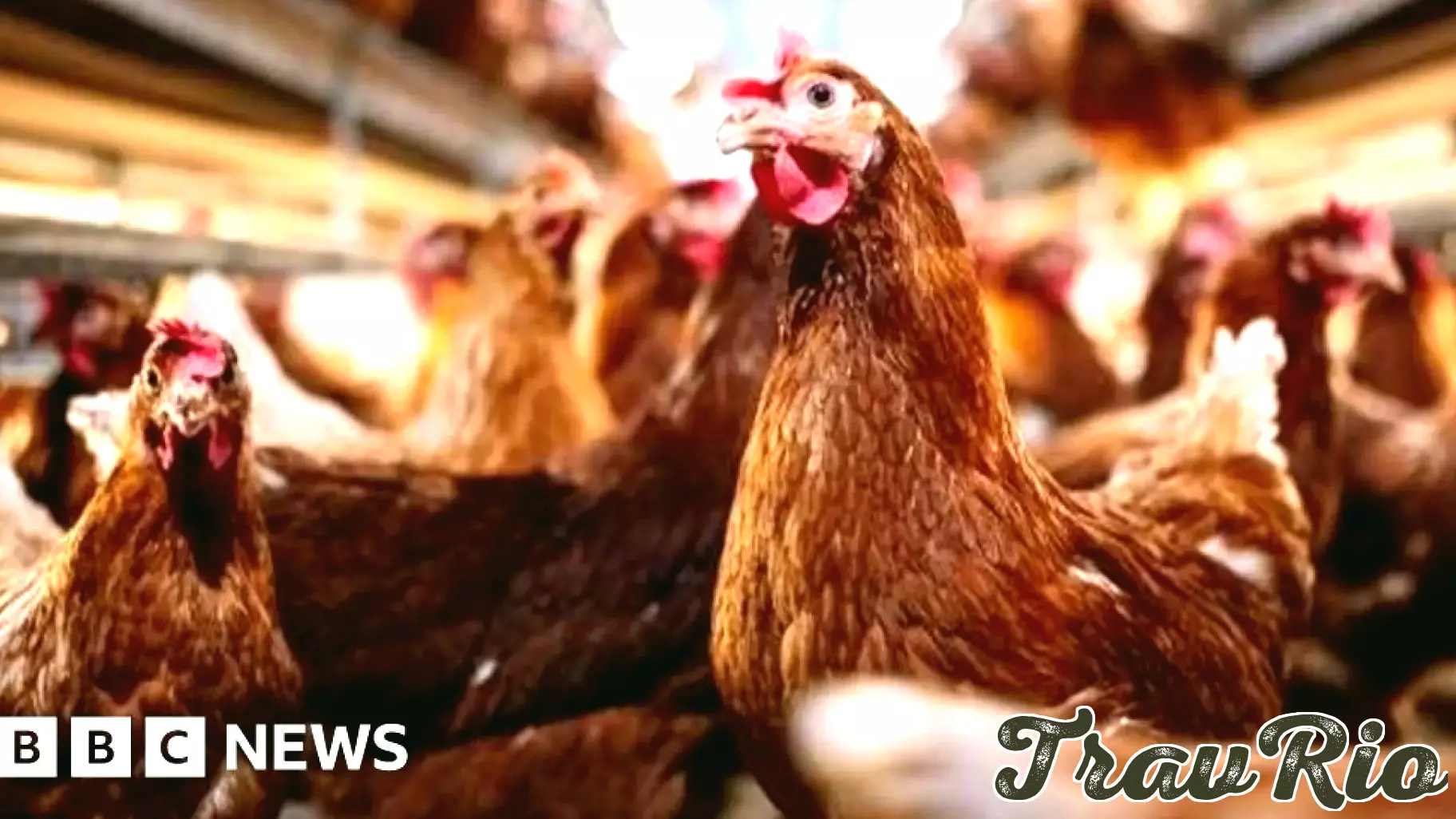 AI Technology Revolutionizes Egg Farming with £2.6 Million Funding
