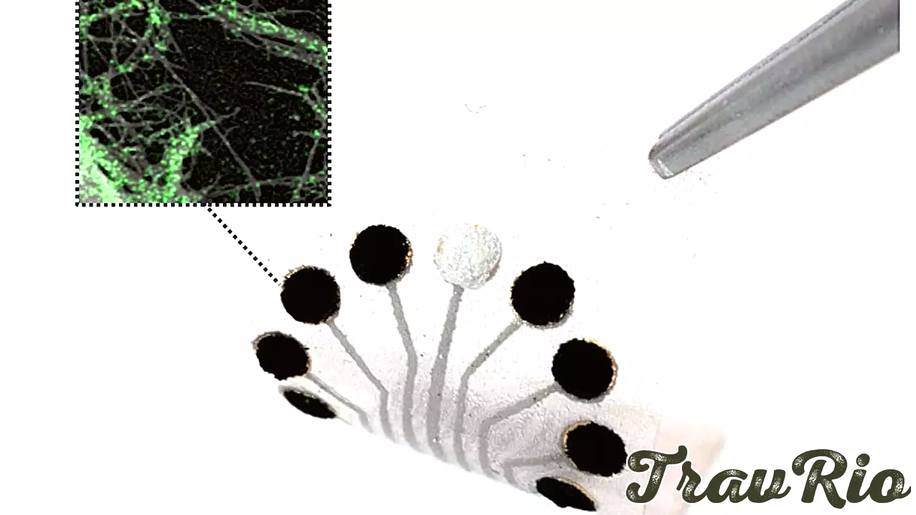 Innovative Sensor Technology Harnesses Nature to Track Metabolism