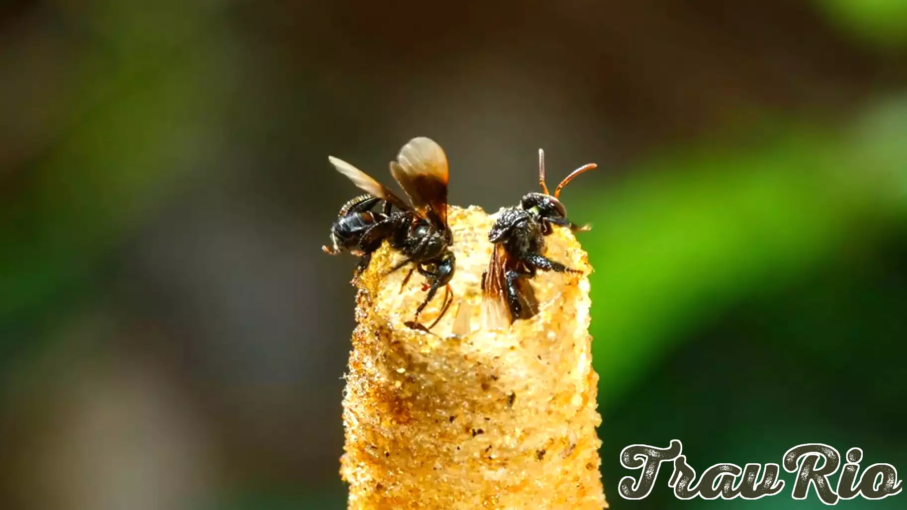 Innovative Use of Ultrasound Technology Transforms Chocolate Waste into Nutrient-Rich Honey