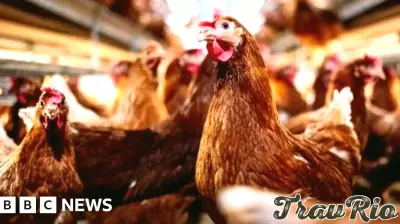AI Technology Revolutionizes Egg Farming with £2.6 Million Funding
