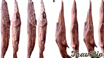 Ancient Wooden Tools Unearthed in China Highlight Early Technological Advancements