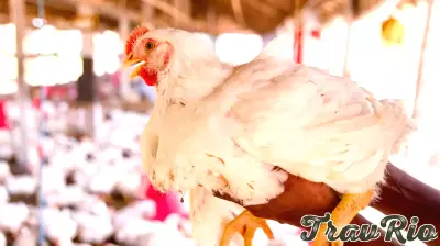 Chicken’s Next Boom Hinges On Technology, Not Headcount