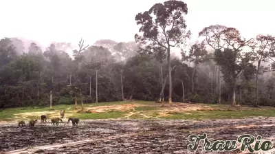 IBM's AI Technology Aims to Safeguard African Forest Elephants
