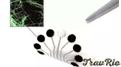 Innovative Sensor Technology Harnesses Nature to Track Metabolism