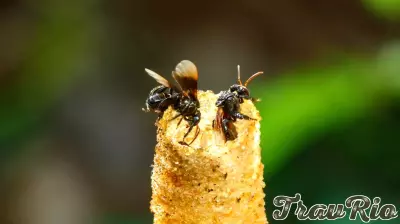 Innovative Use of Ultrasound Technology Transforms Chocolate Waste into Nutrient-Rich Honey